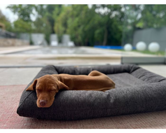dog futon